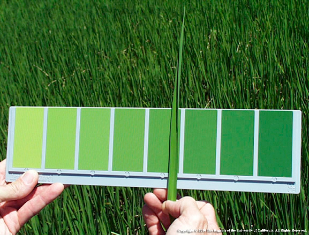 12-rice-leaf-color-chart-jpg.jpg