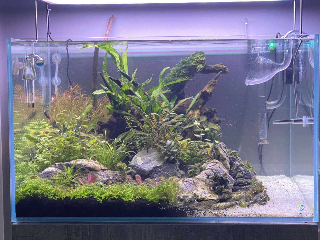 19 fish tank 15.4.20.jpg
