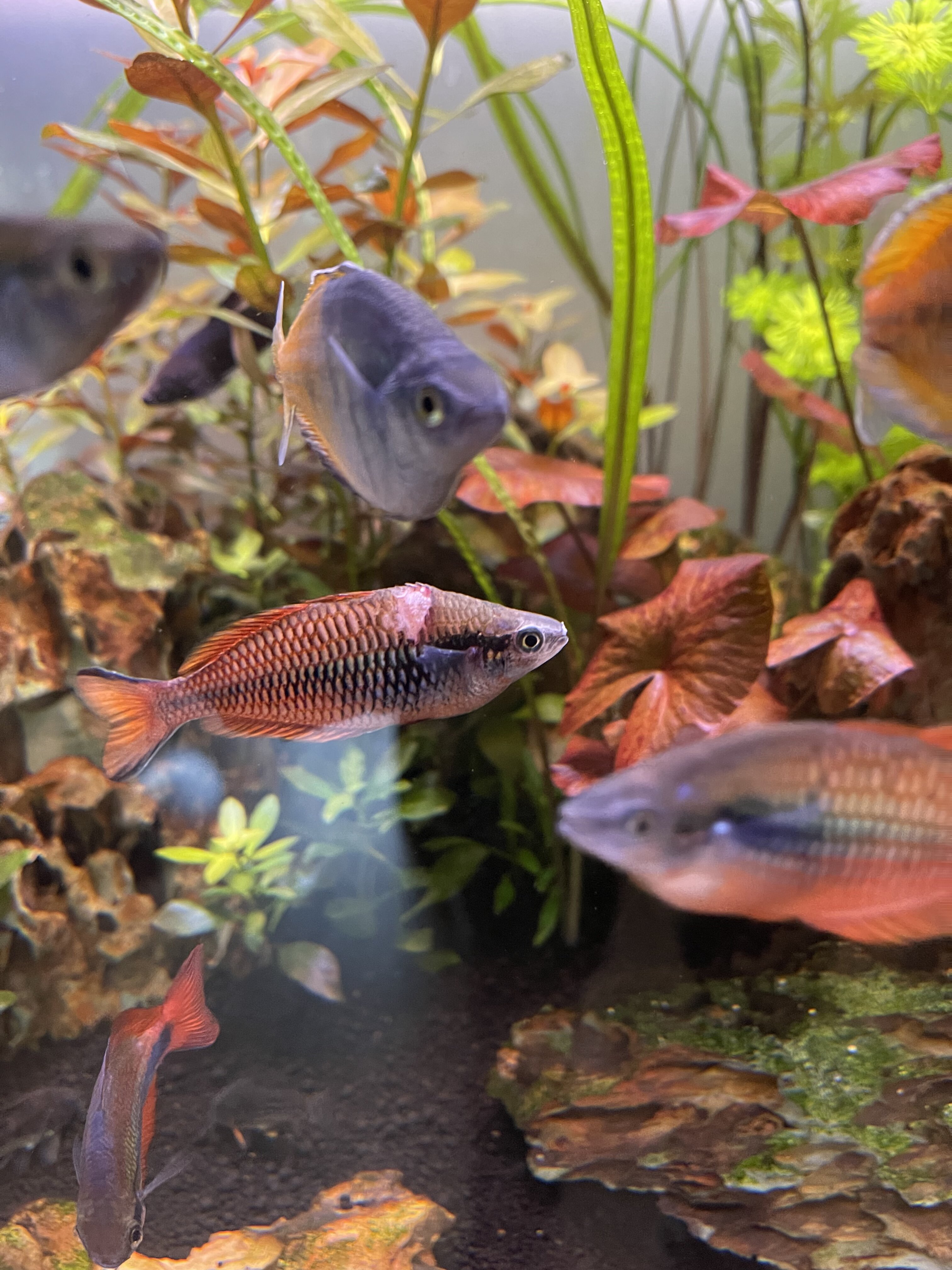 Is it time to stop treating woth eSHa 2000 or is it better to continue? :  r/Aquariums