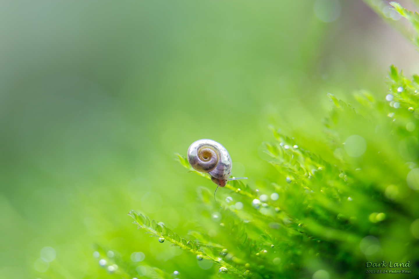 20150314-day43-snail1.jpg