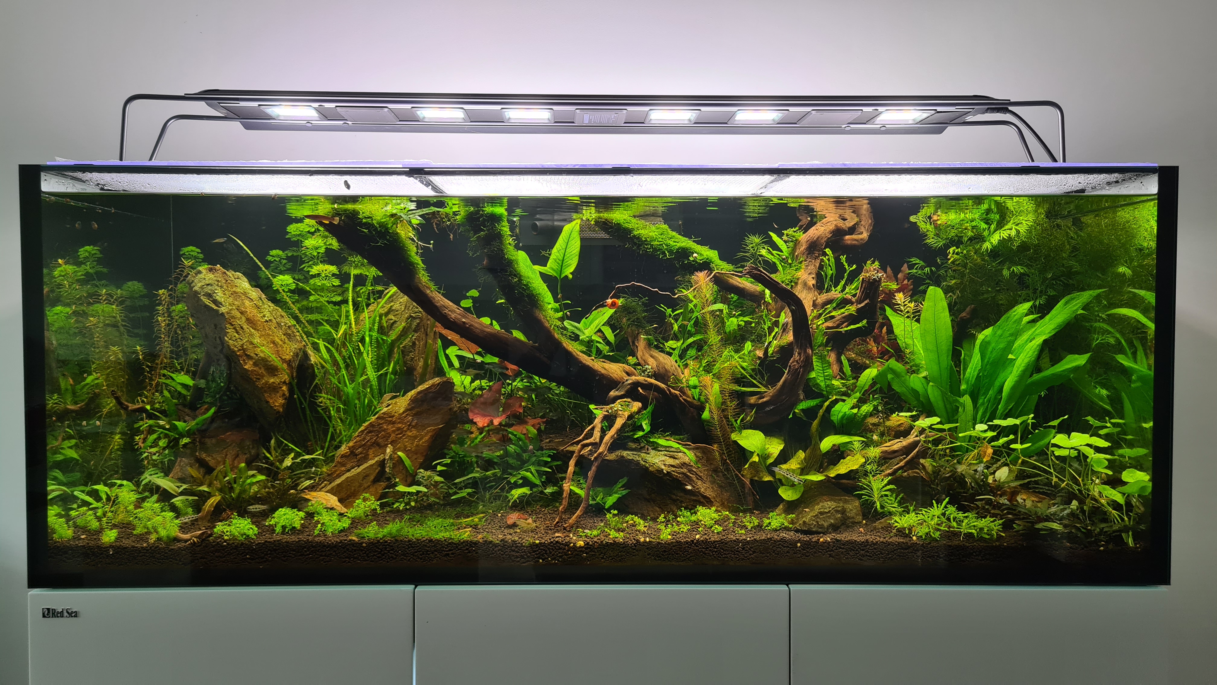 Tips For Setting Up The Perfect Sump Uk Aquatic Plant Society