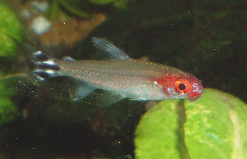 21067d1118685441-little-white-worms-rummy-nose-tetra-rummy.jpg