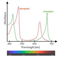 220px-Chlorophyll_ab_spectra2.PNG