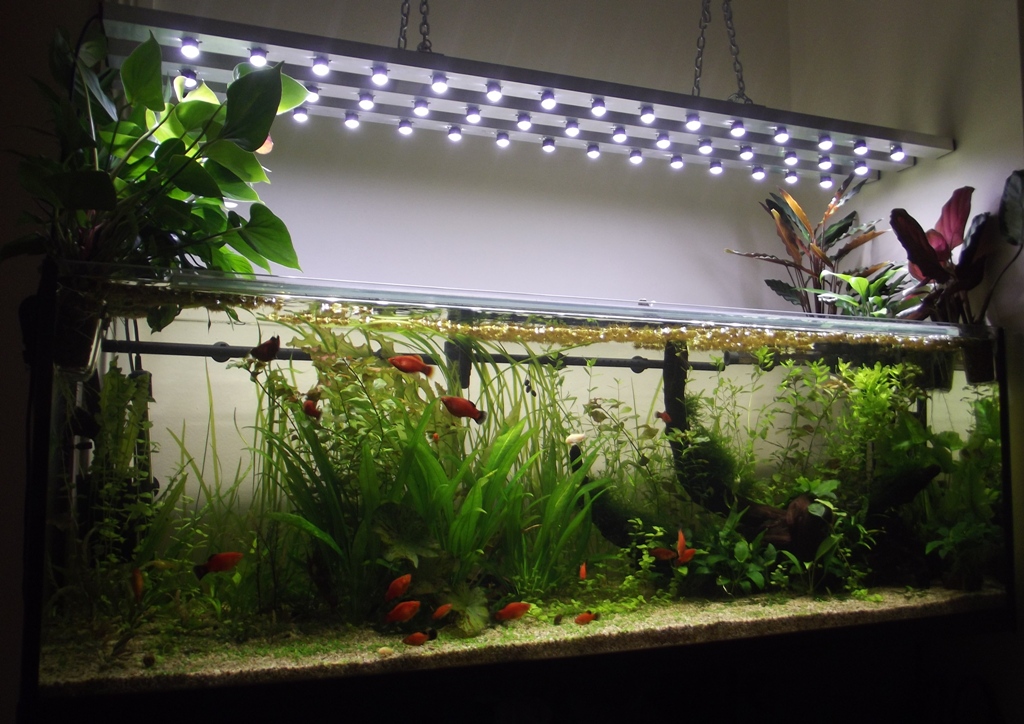 🔴 How to Lower pH in Freshwater Aquariums Spaghnum Moss, Peat
