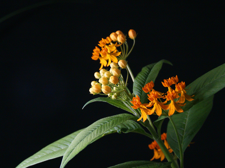 26-II-13-Asclepias-I-m.jpg