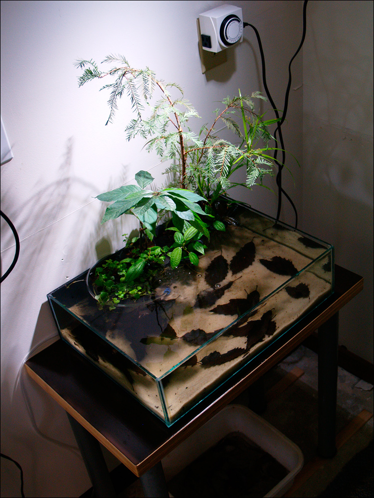 26-X-13-bonsai-tank-I-m.jpg