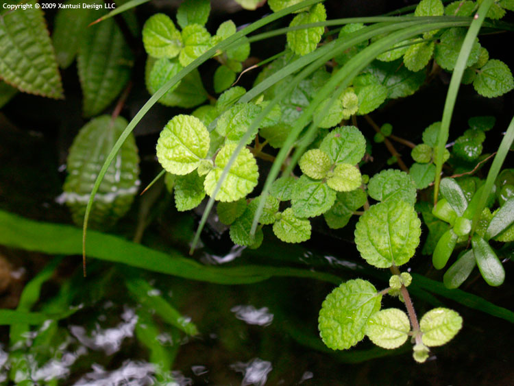 28-iii-10-pilea-nummularifolia-i-m.jpg