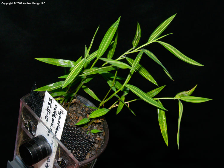 3-iv-10-pogonatherum-crinitum-variegatum-ii-m.jpg