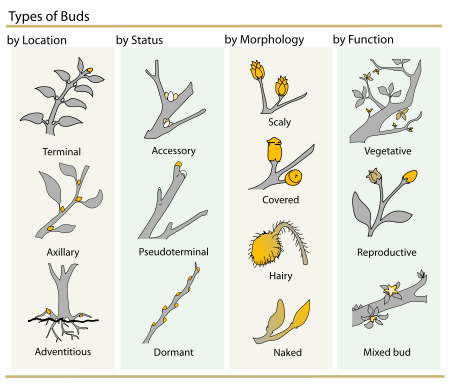 450px-Plant_Buds_clasification.svg.png