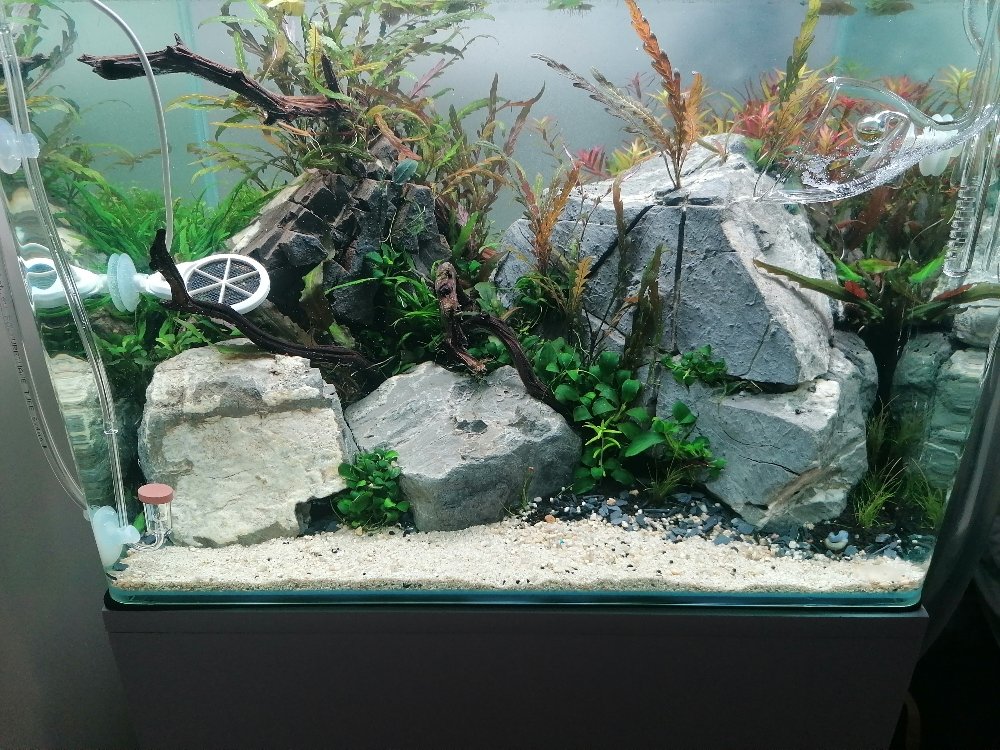 Scapers tank | UK Aquatic Plant Society