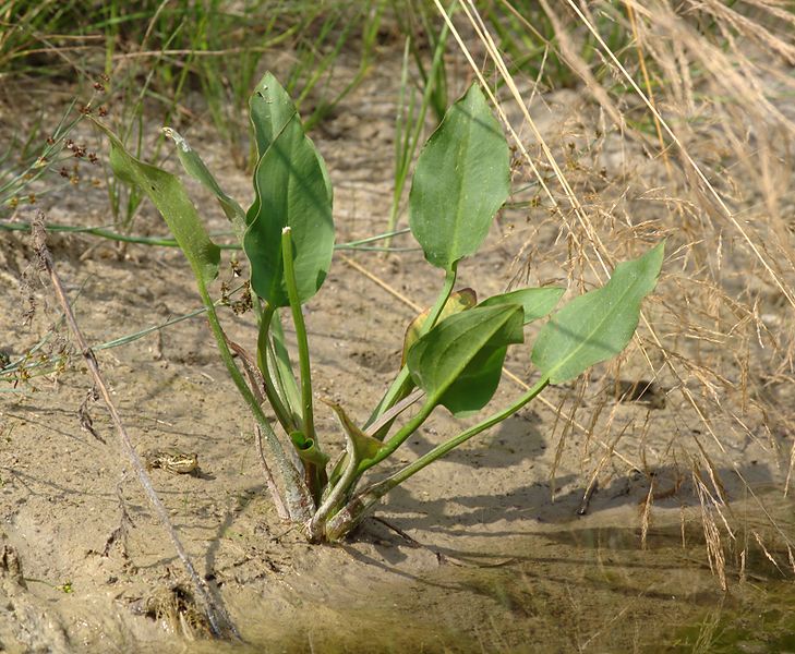 729px-Alisma_plantago-aquatica_Germany.jpg