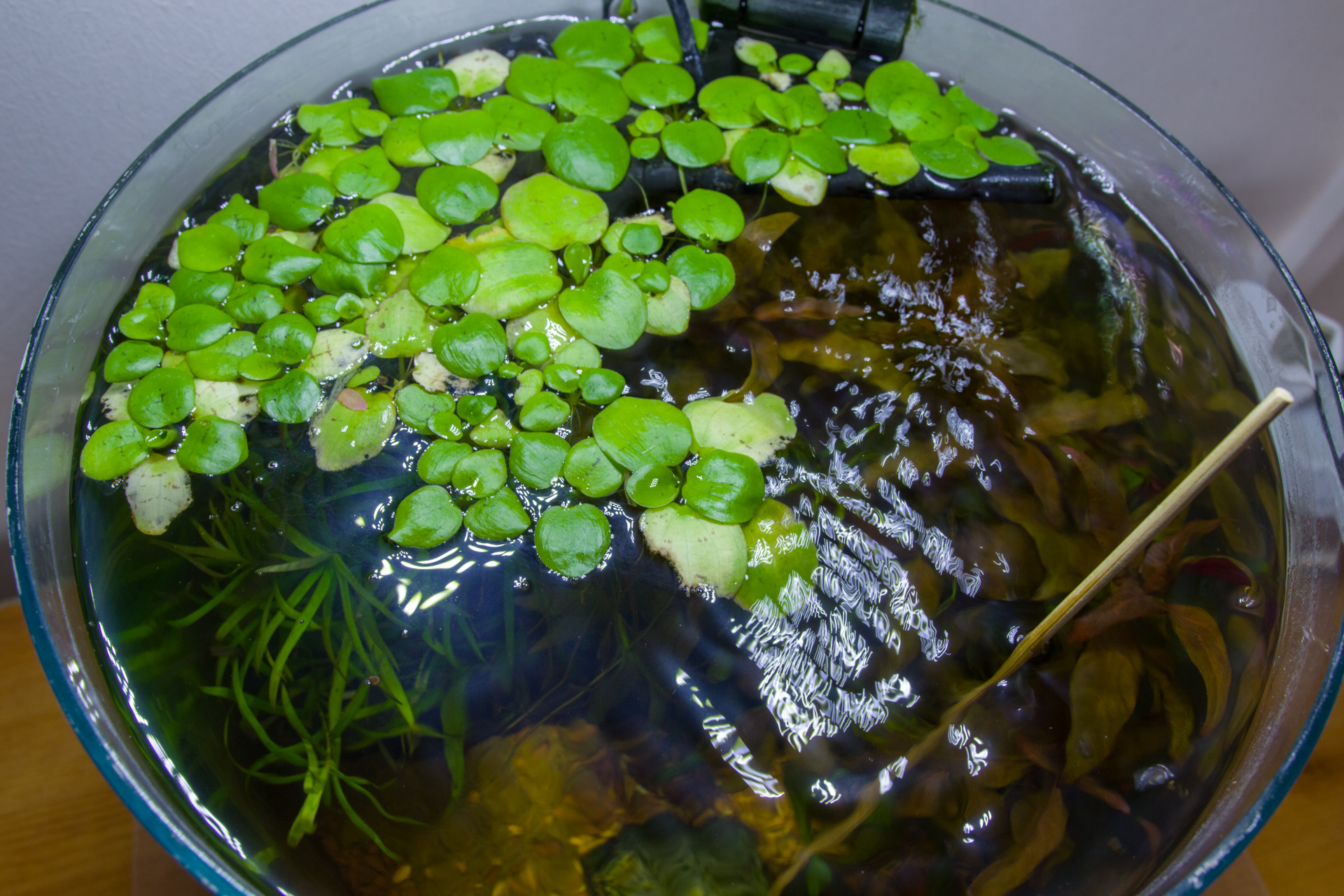 7772 - March 26th - Frogbit Index in action.jpg