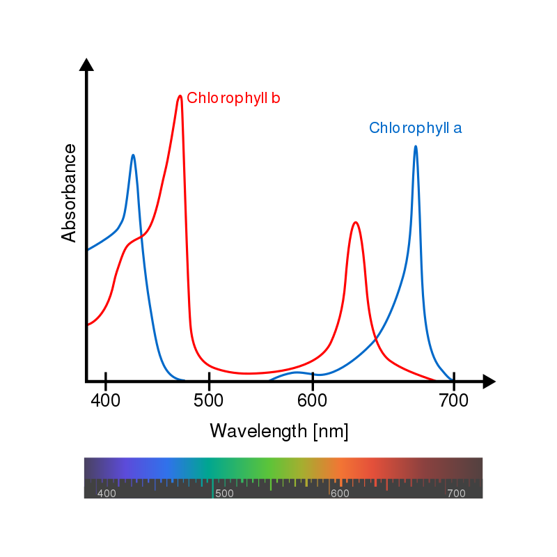 800px-Chlorophyll_ab_spectra-en.svg.png