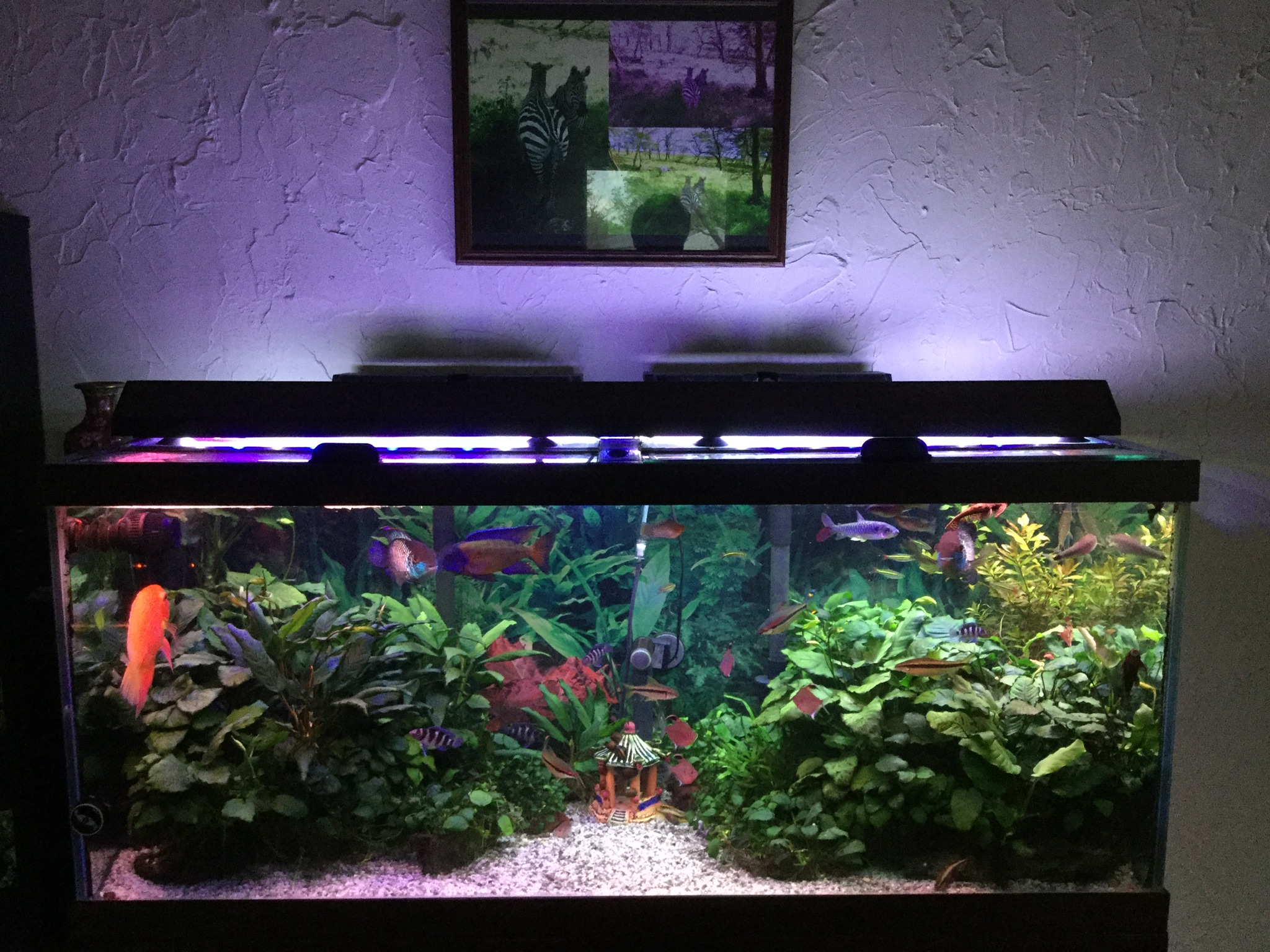 Black background  The Planted Tank Forum