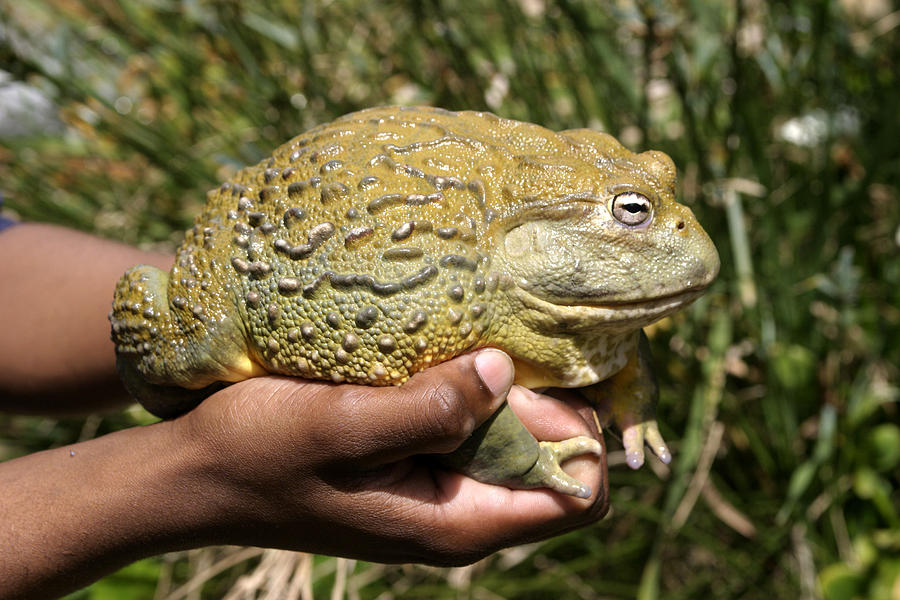 african-bullfrog-or-giant-pyxie-m-watson.jpg