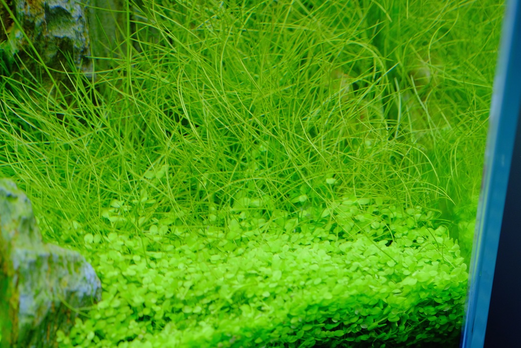 Algae%20Hairgrass%20-%20High%20Flow.jpg