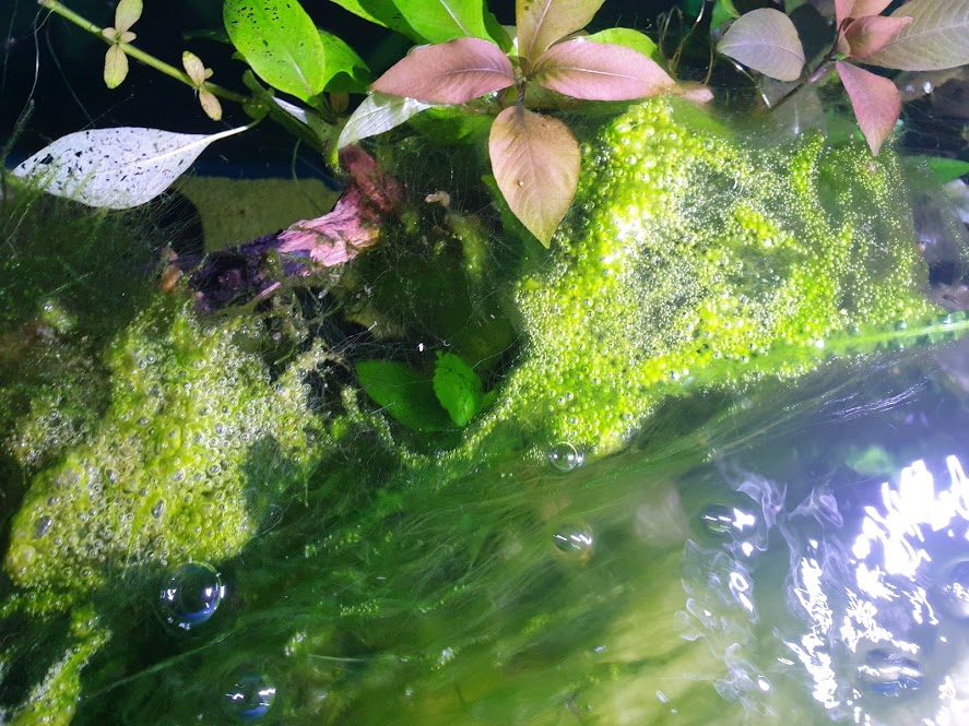 Algae in the hillstream tank.jpg