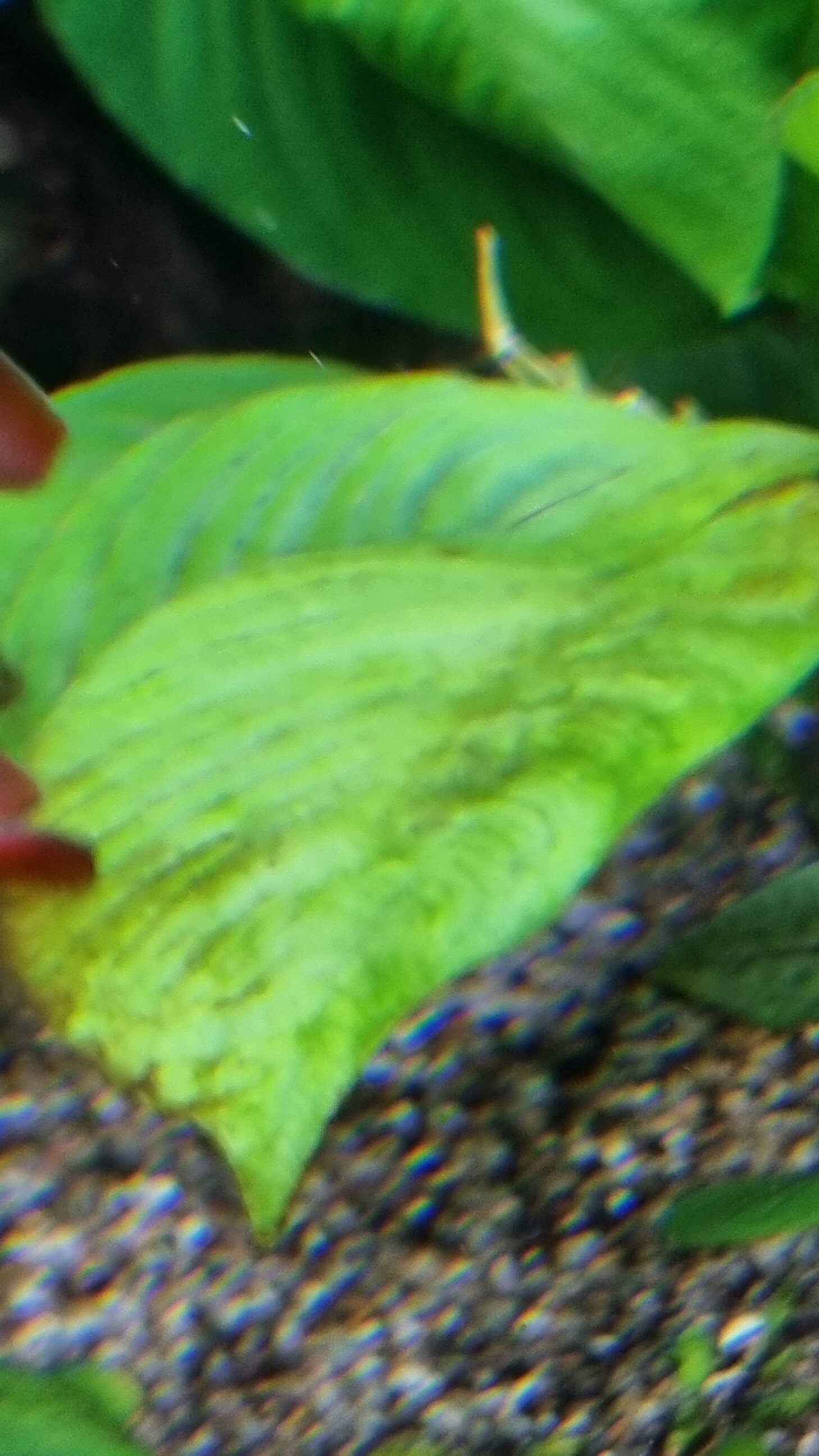 Algae on leaf.jpg