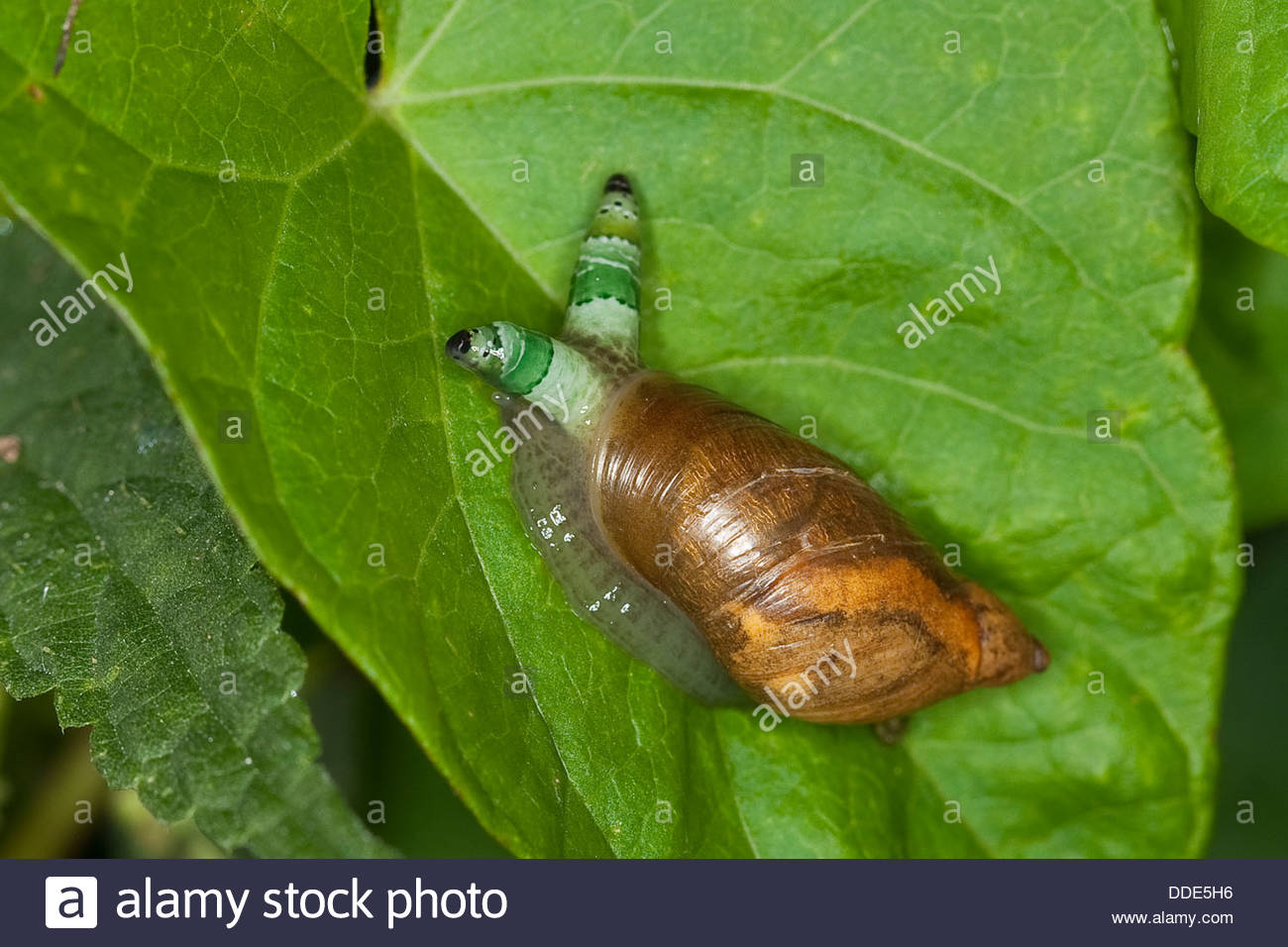 amber-snail-ambersnail-green-banded-broodsac-bernsteinschnecke-succinea-DDE5H6.jpg