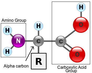 amino_acid.png