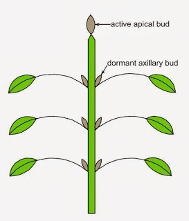 apical-20bud-jpg.jpg