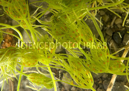 B3120118-Common_stonewort_Chara_vulgaris_-SPL.jpg