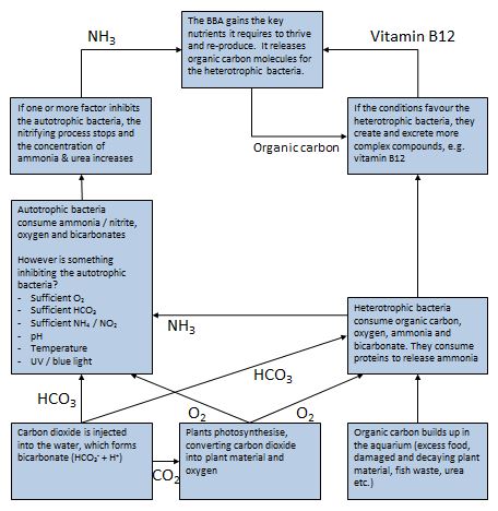 bacteriaimbalance.jpe