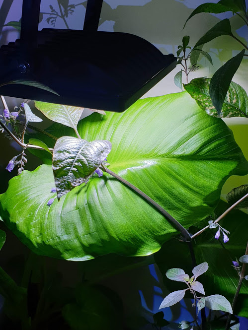 Big Arum Lilly.jpg