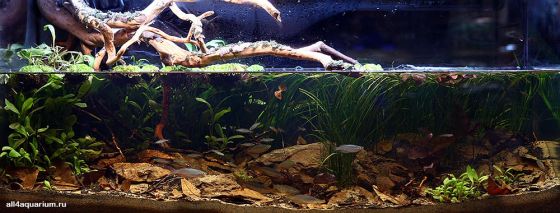 Biotope-aquarium-design-contest-2014-AO-1-560x213.jpg