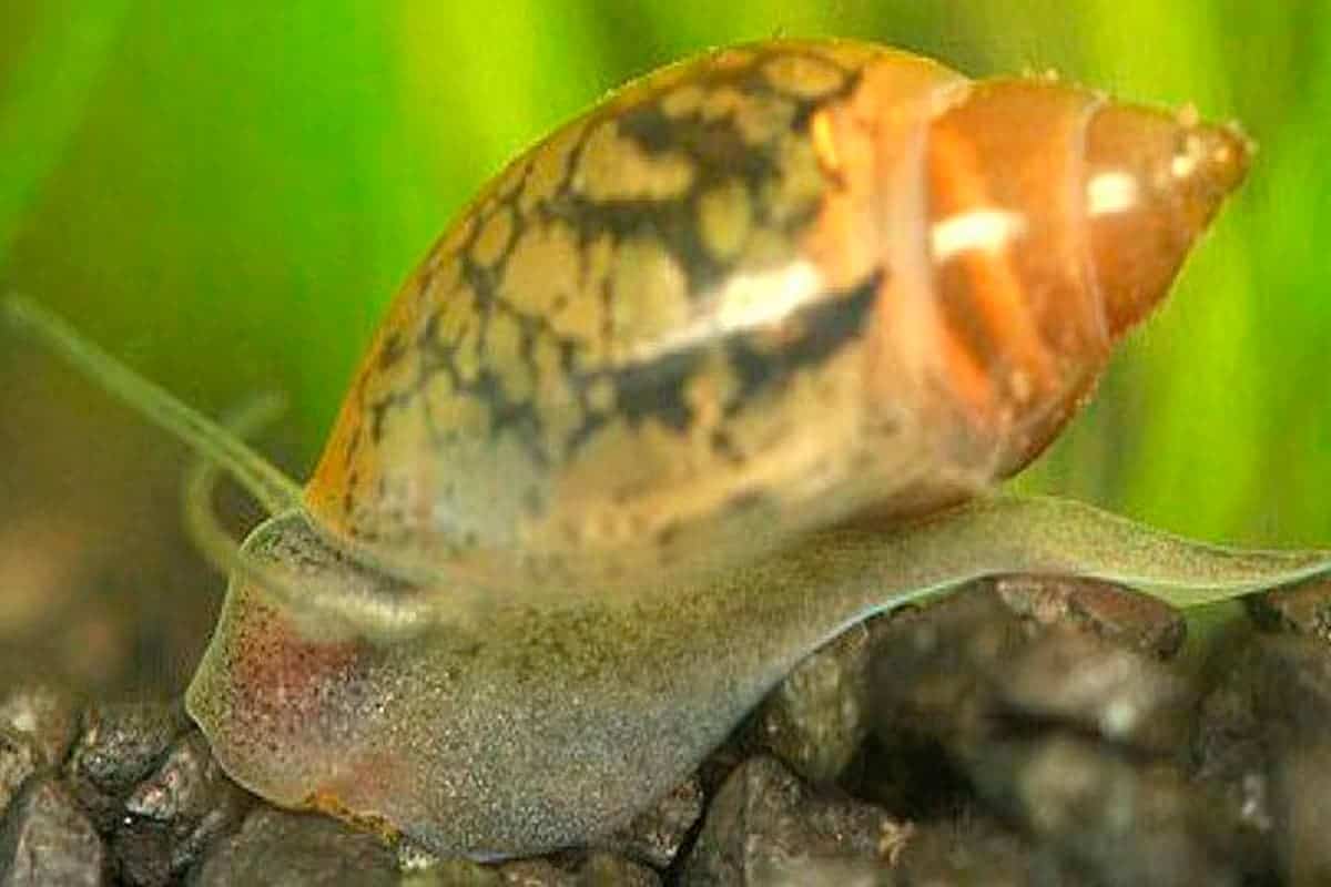Bladder-snails-Physa-acuta.jpg