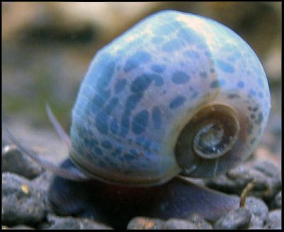 blue-ramshorn-snail.jpg