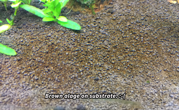 brown-algae3_zpsnt02bgpc.jpg