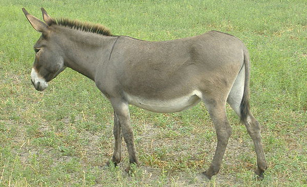 burro.jpg