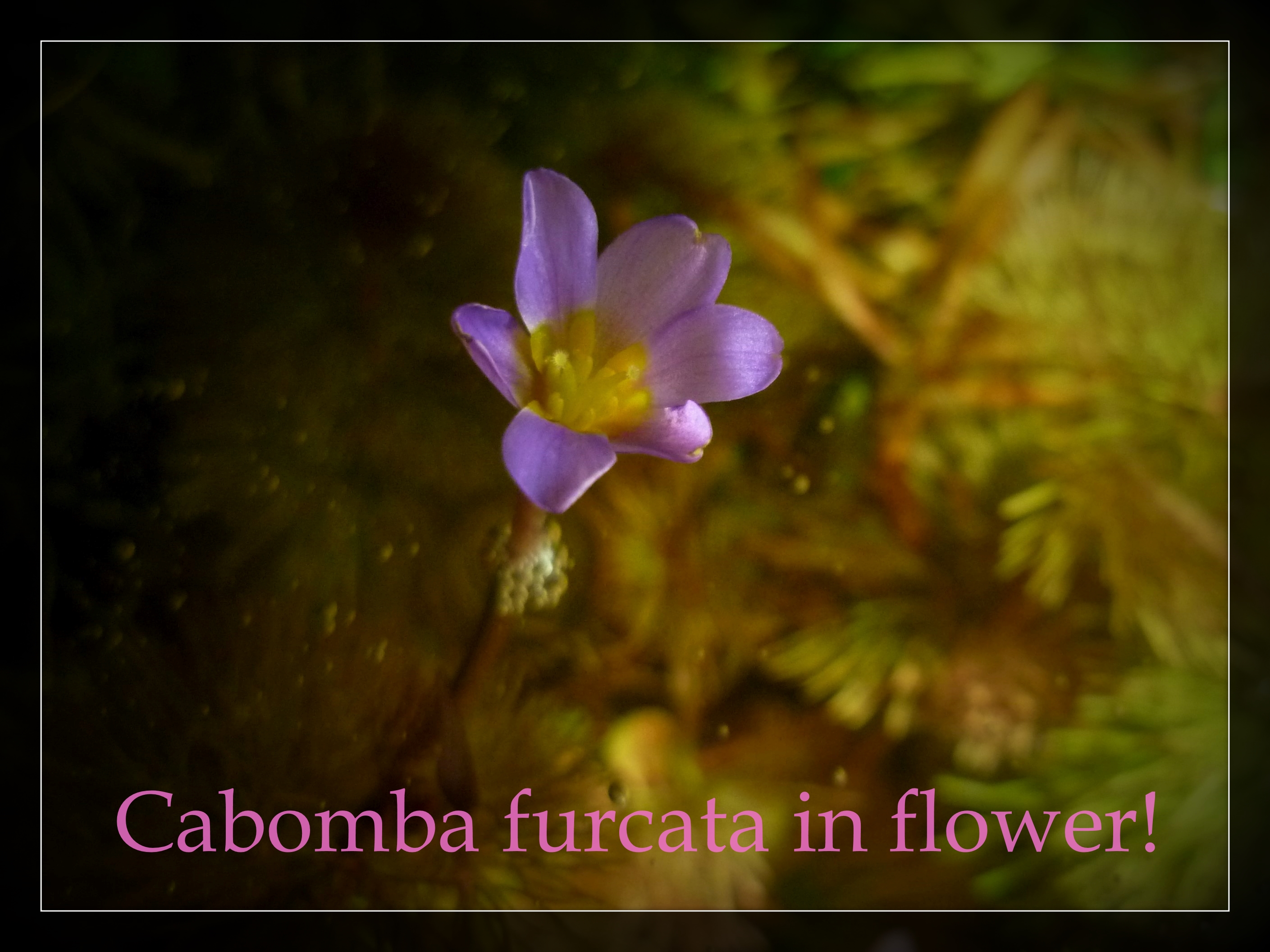 Cabomba furcata in flower!.jpg