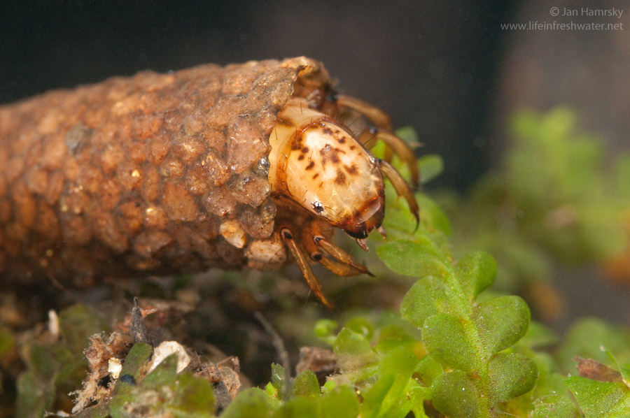 Case-building-caddisfly-larva-Trichoptera-10.jpg