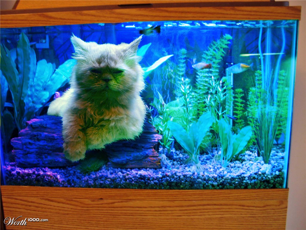 cat-in-fish-tank.jpg