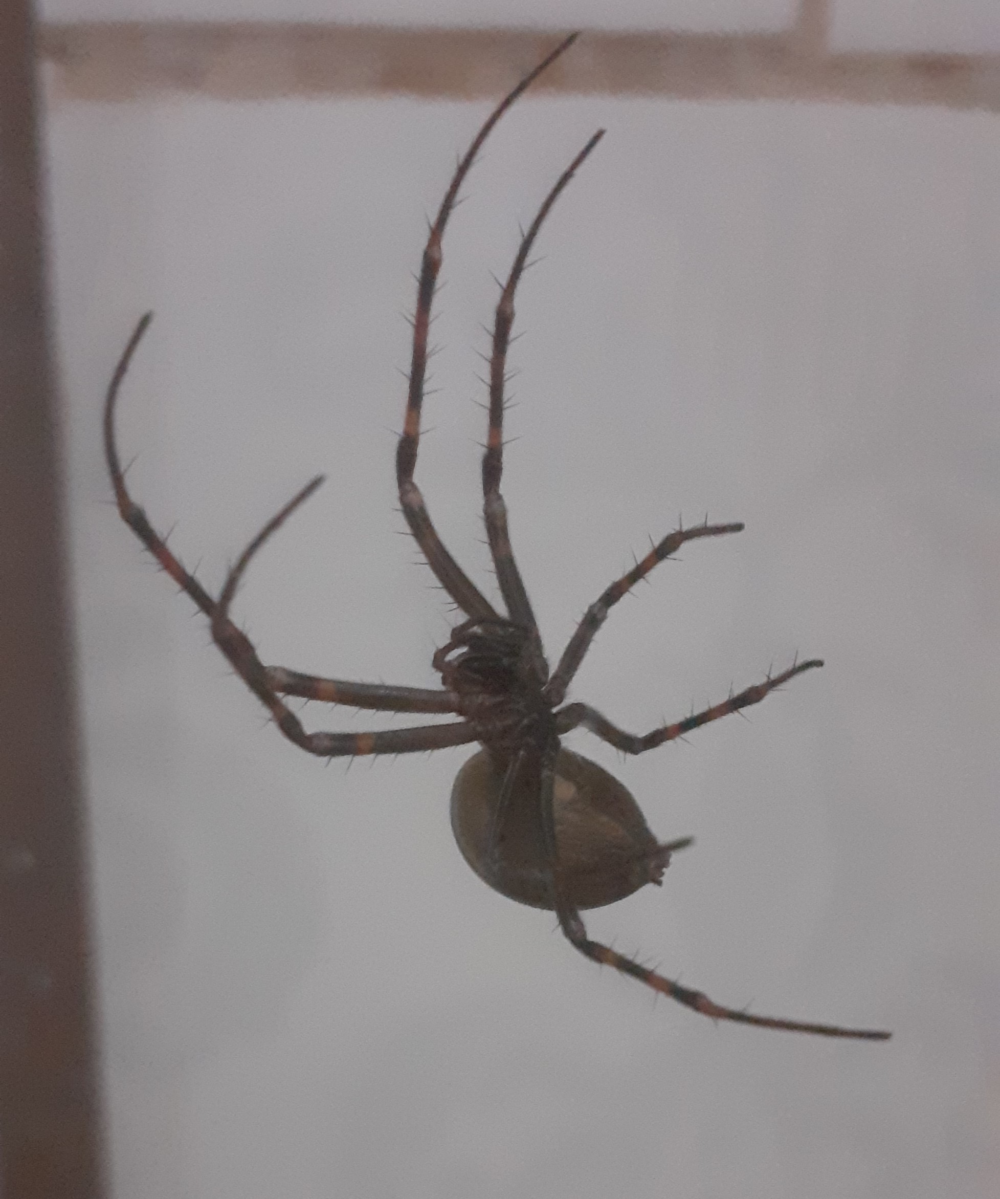 cave spider in bathroom .jpg