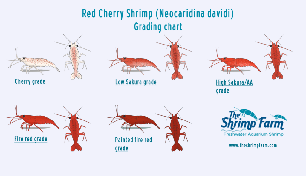 cherryshrimpchart2-1024x589.png