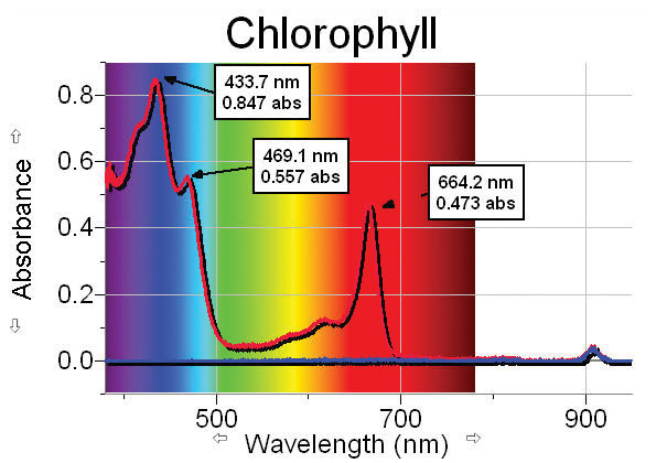 chlorophyll_large.jpg