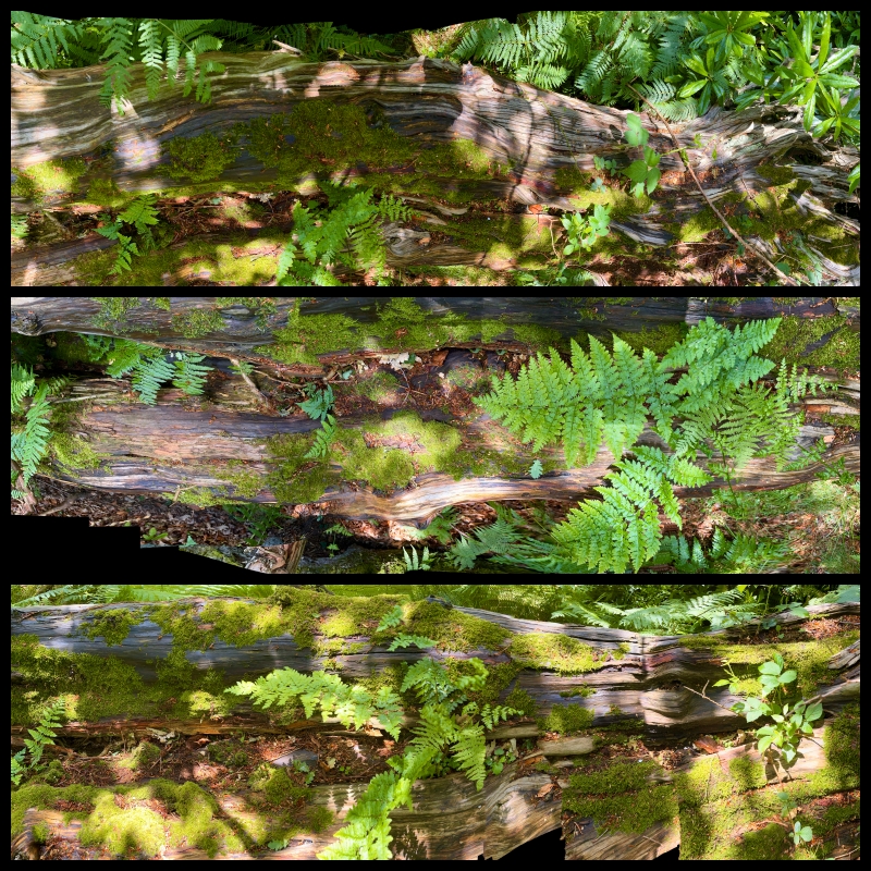 collage epiphytes.jpg