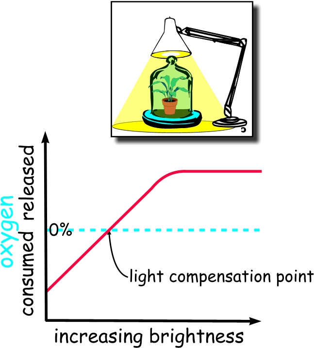 compensation-point-light.jpg
