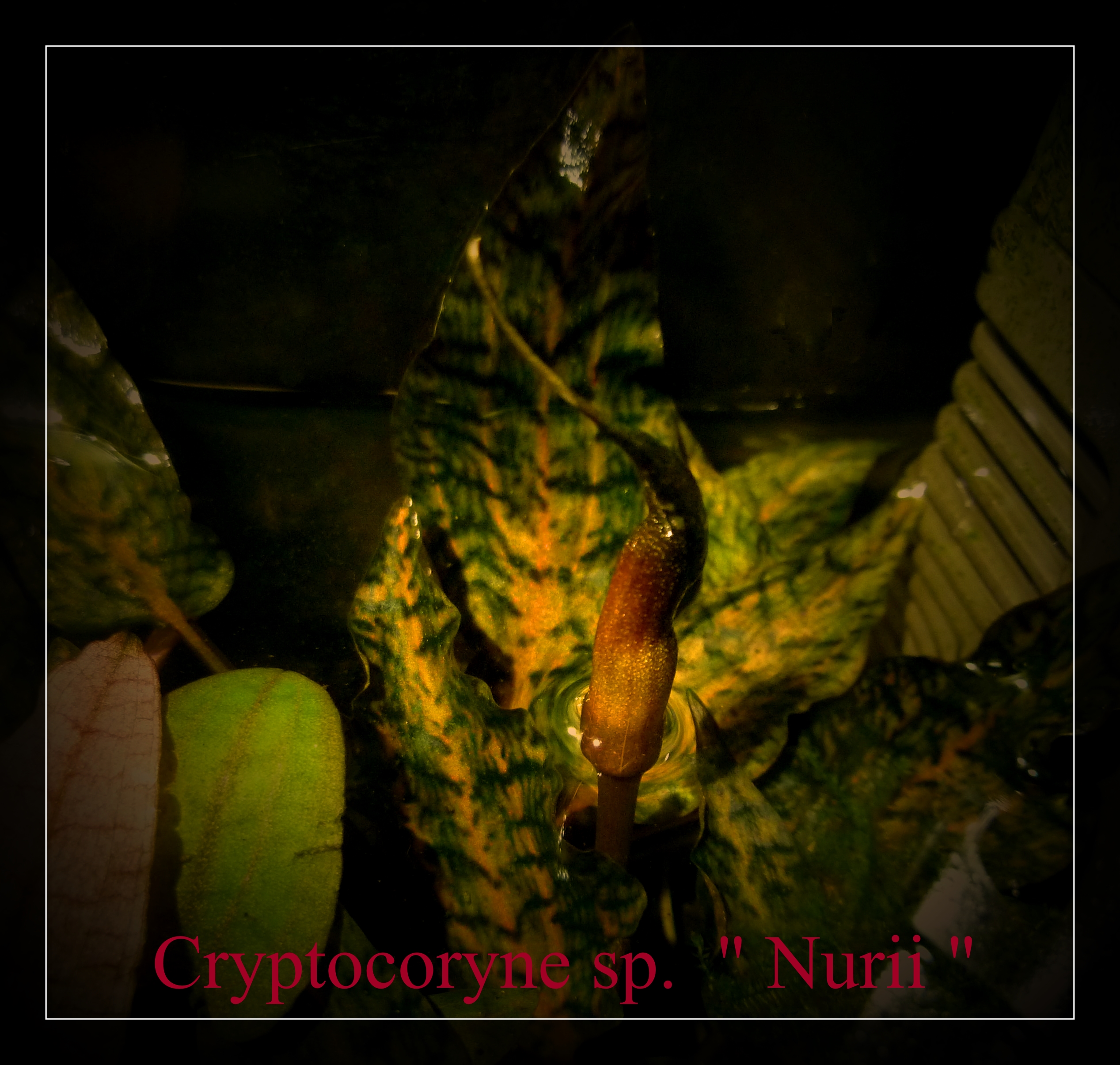 Crypt sp Nurii Rosen Maiden.jpg 3.jpg