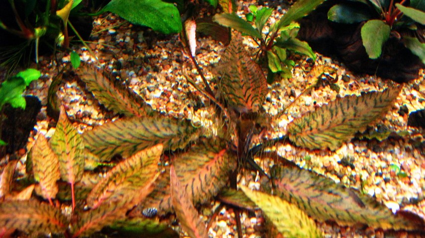 Cryptocoryne nurii, «Pink Line», Telang Selatan Lipis (Small).jpg