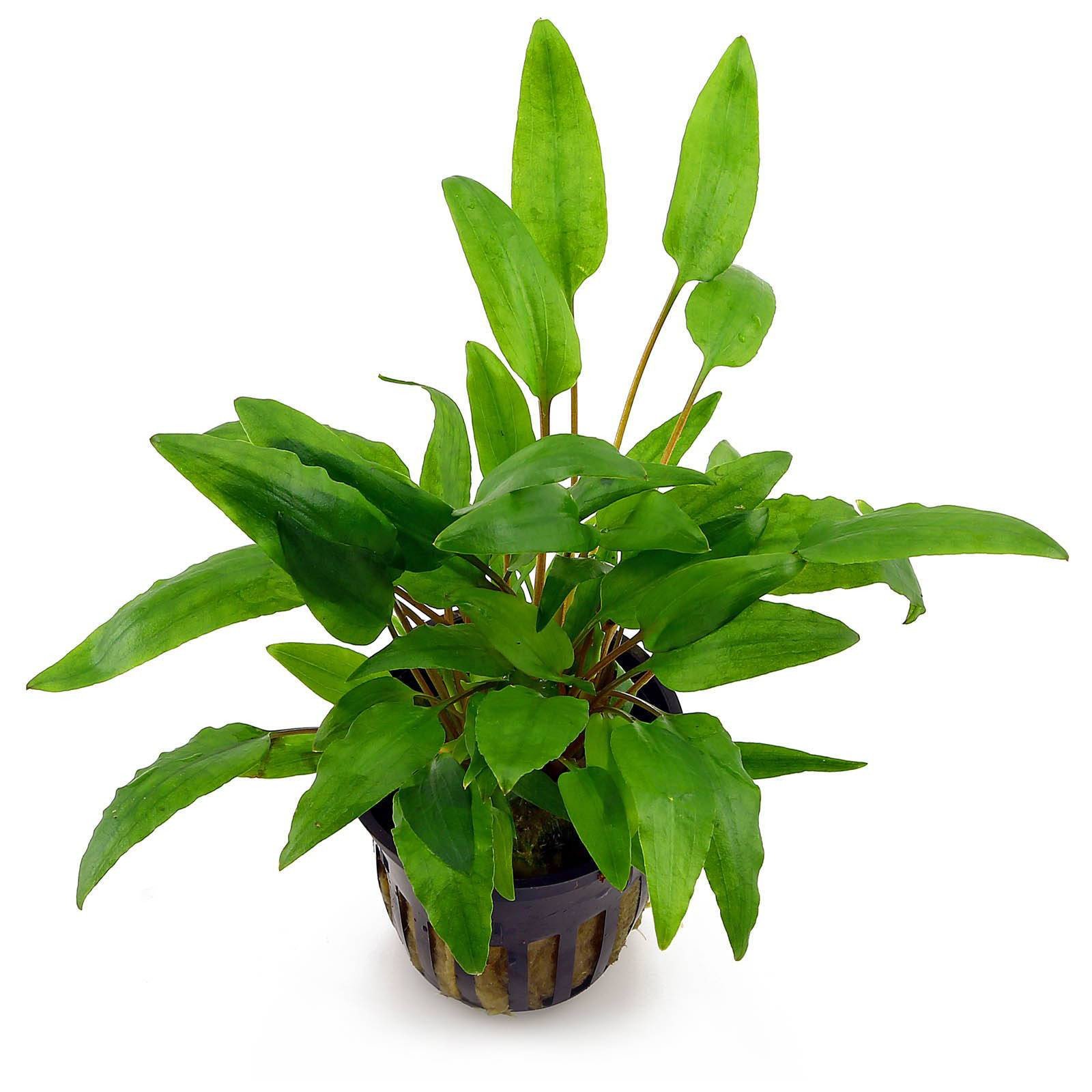 cryptocoryne-wendtii-green_2_2048x.jpg