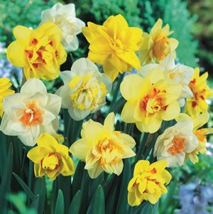 Daffodil_Dble_Mixed%20GE%2031.8.19.jpg