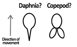 Daphnia & Copepods.jpg