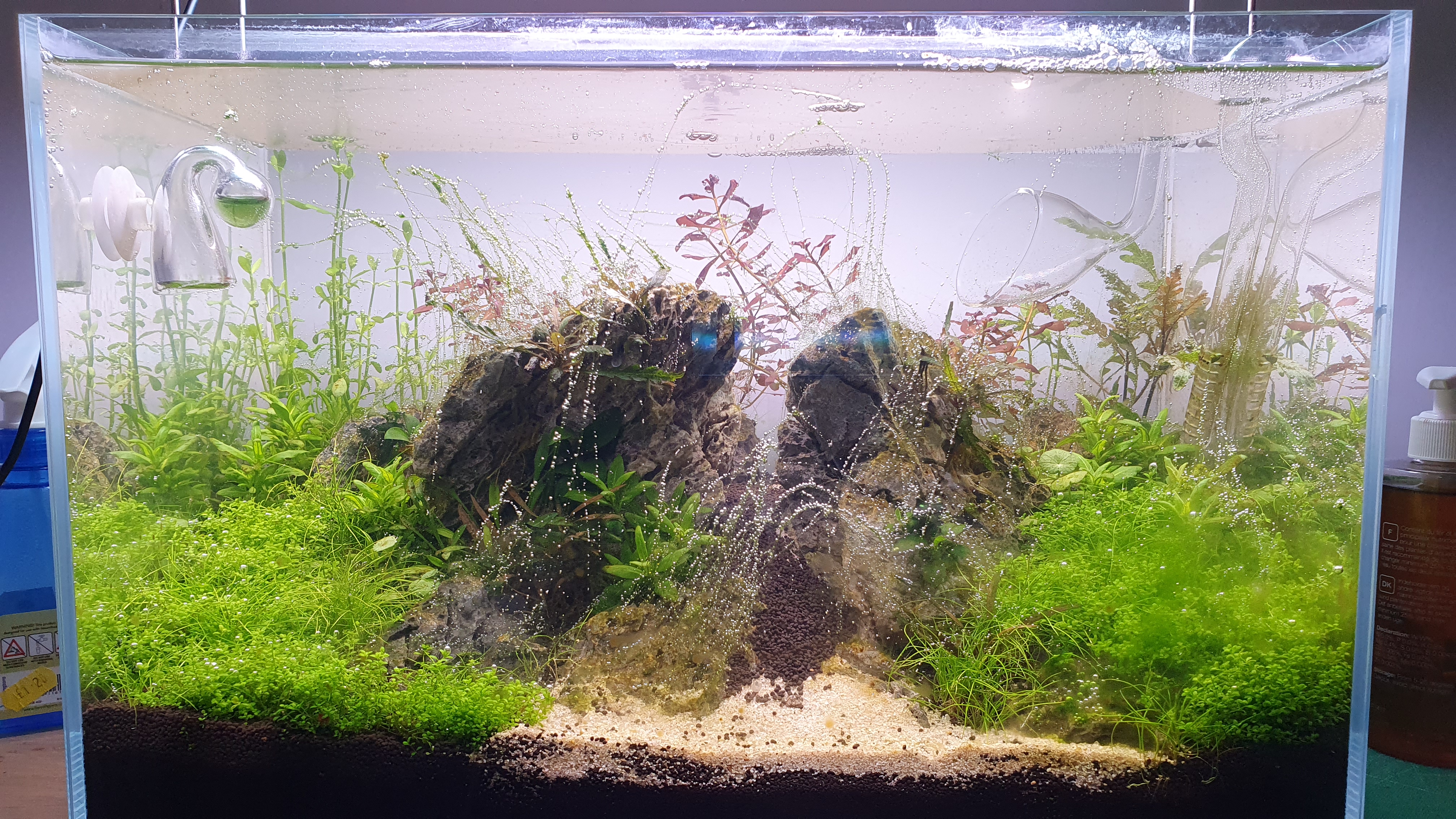 day 15 aquascape.jpg