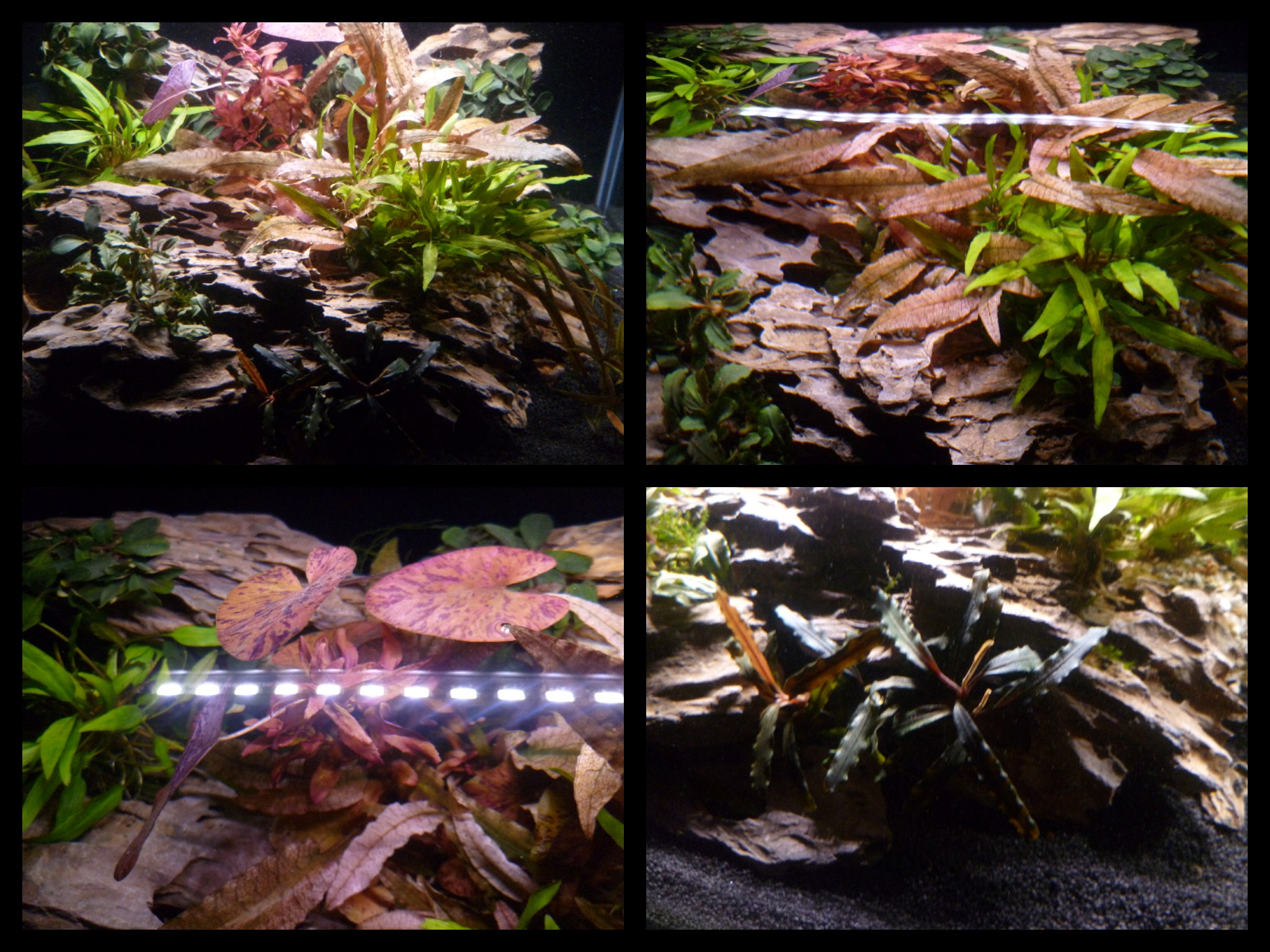 Dennerle Nano Scapers Tank..Collage 1.jpg