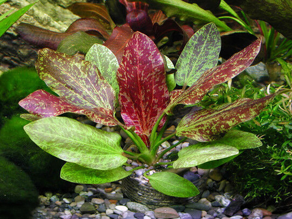 Echinodorus-sp.-Red-Flame.jpg