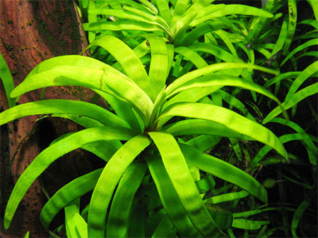 Eichhornia-diversifolia.jpg